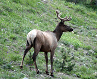 Elk - Yellowstone