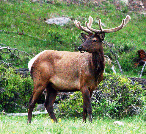 Elk - Rocky Mountain NP