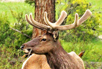 Elk - Rocky Mountain NP