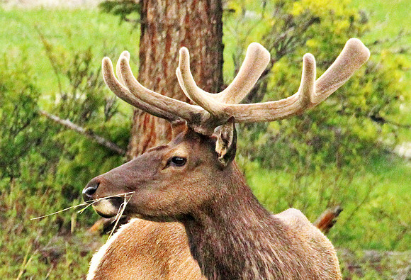Elk - Rocky Mountain NP