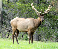 Elk - Rocky Mountain NP