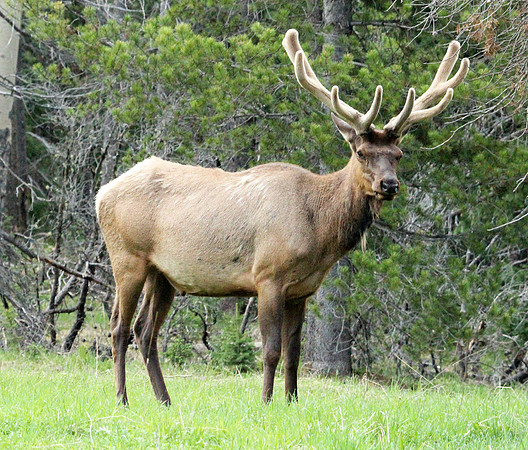 Elk - Rocky Mountain NP