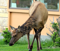 Elk - Yellowstone