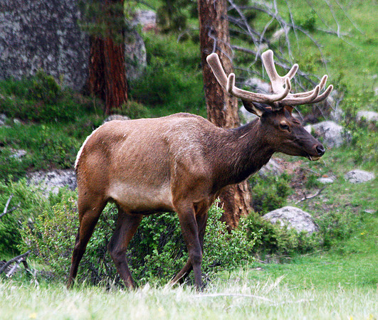 Rocky Mountain NP