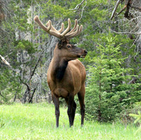 Elk - Rocky Mountain NP