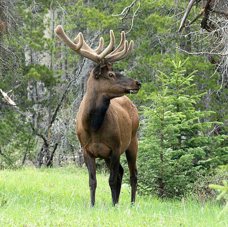 Elk - Rocky Mountain NP