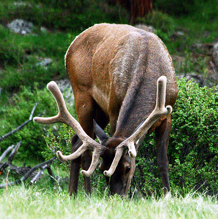 Elk - Rocky Mountain NP