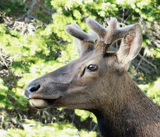 Elk - Rocky Mountain NP