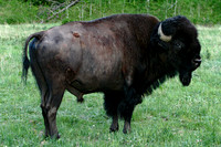 Bison - Yellowstone