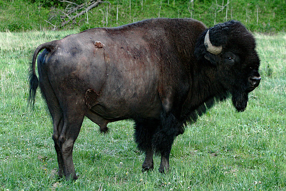 Bison - Yellowstone