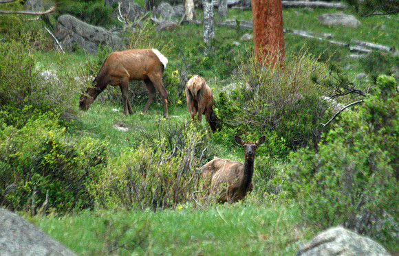 Elk - Rocky Mountain NP