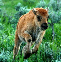 Bison - Yellowstone