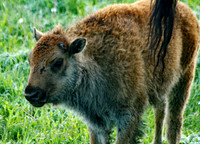Bison - Yellowstone