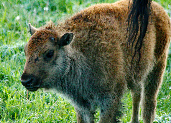 Bison - Yellowstone