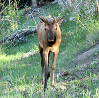 Elk - Rocky Mountain NP