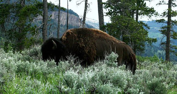 Bison - Yellowstone
