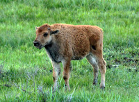 Bison - Yellowstone