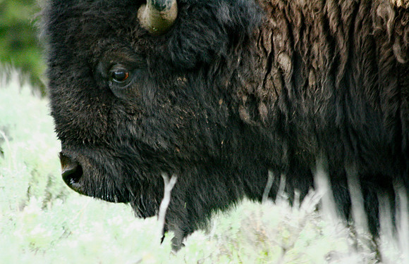 Bison - Yellowstone