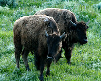 Bison - Yellowstone