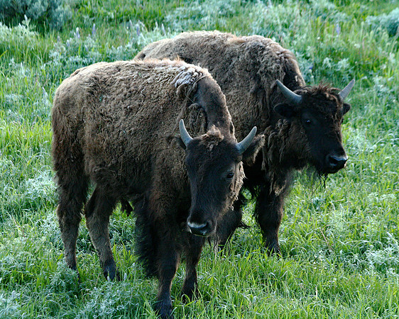 Bison - Yellowstone