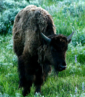Bison - Yellowstone