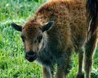 Bison - Yellowstone
