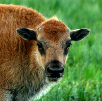 Bison - Yellowstone