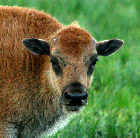 Bison - Yellowstone