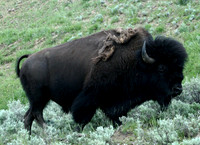 Bison - Yellowstone