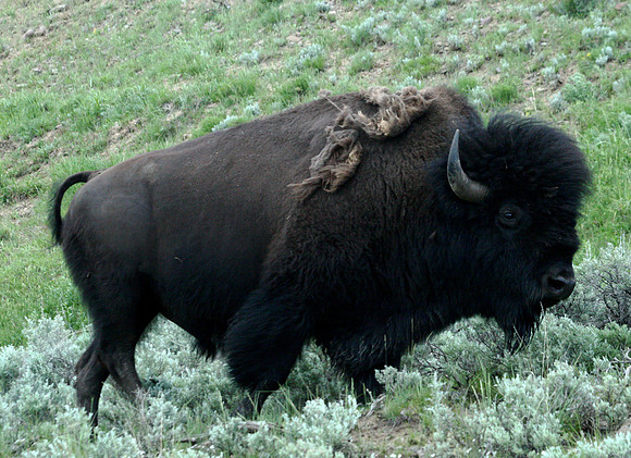 Bison - Yellowstone