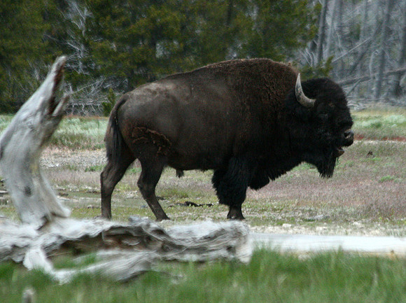 Bison - Yellowstone