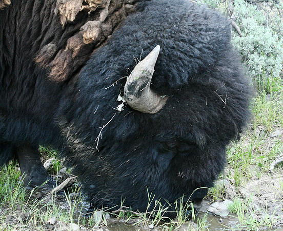 Bison - Yellowstone
