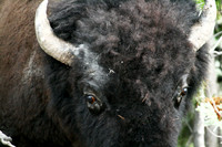 Bison - Yellowstone