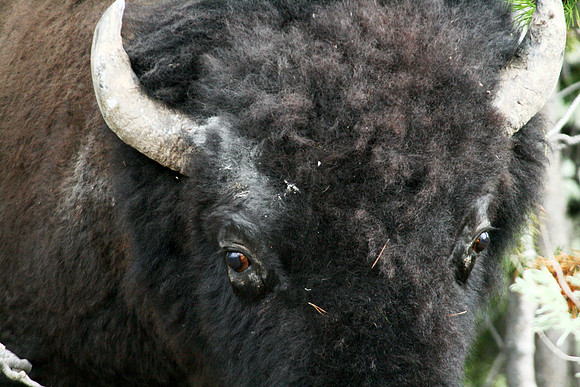 Bison - Yellowstone