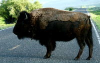 Bison - Yellowstone