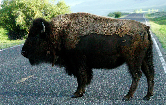 Bison - Yellowstone