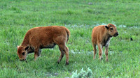 Bison - Yellowstone