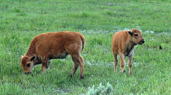 Bison - Yellowstone