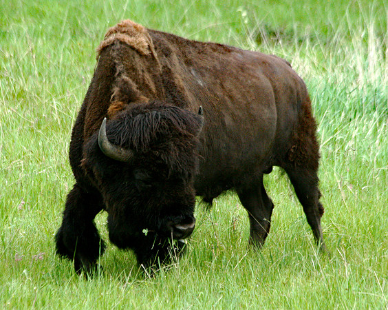 Bison - Yellowstone