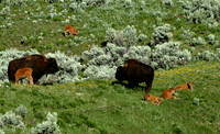 Bison - Yellowstone