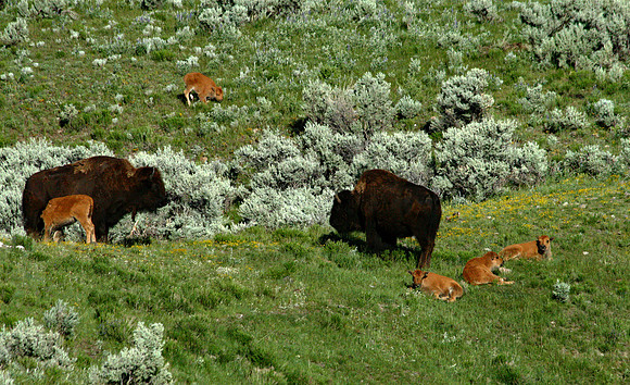 Bison - Yellowstone
