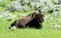 Bison - Yellowstone