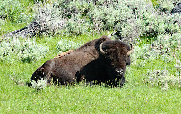 Bison - Yellowstone
