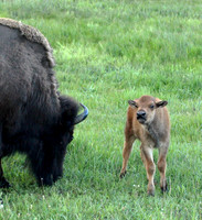 Bison - Yellowstone