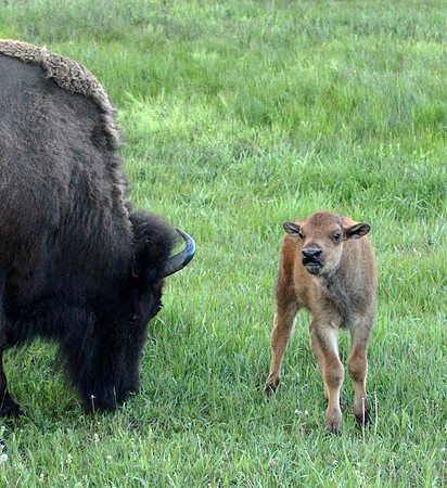 Bison - Yellowstone