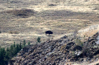 Bison