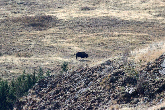 Bison