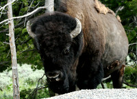 Bison - Yellowstone