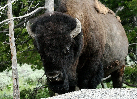 Bison - Yellowstone