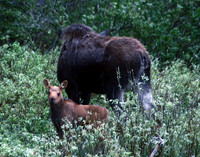 Moose - Yellowstone